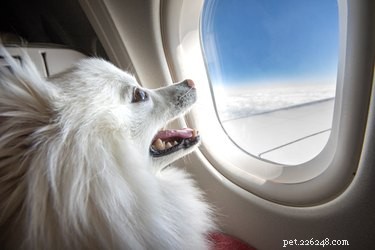 Hoe reist u met uw hond in een vliegtuig