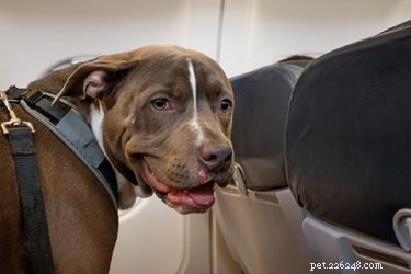 Como viajar com seu cachorro em um avião