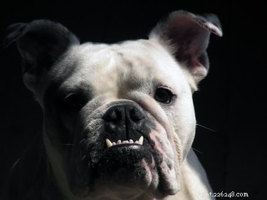Come ottenere denti bianchi per cani se sono verdi