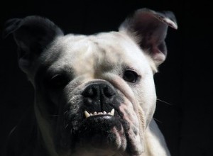 Hur får man en hunds tänder vita om de är gröna