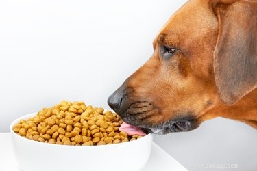 Como adicionar óleo de amendoim à comida de cachorro