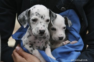 Wanneer krijgen Dalmatische puppy s hun plekje?