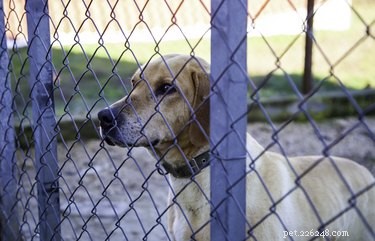 Hoe je de onderkant van een hek met kettingschakels bevestigt om honden binnen te houden