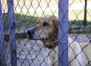 Hur man fixar botten av ett kedjelänksstängsel för att hålla hundar inne