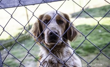 Hoe je de onderkant van een hek met kettingschakels bevestigt om honden binnen te houden