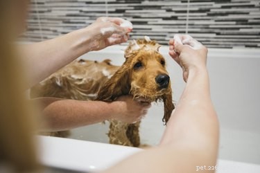 Что можно использовать вместо шампуня для собак?