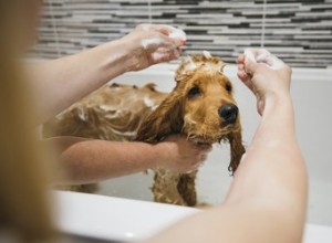 Vad kan jag använda istället för hundschampo?