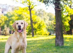 なぜ私の研究室はウェーブのかかった髪をしているのですか？ 