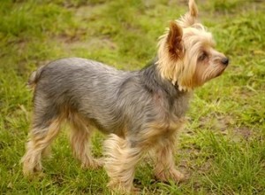 Pourquoi les oreilles des Yorkies ne se lèvent-elles pas ?