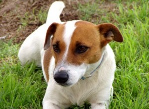 Comment se débarrasser de l odeur de chien chez un Jack Russell Terrier