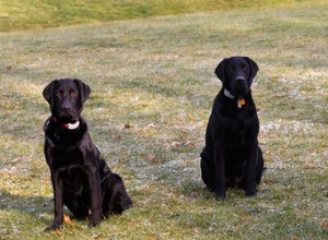 Quelle taille doit avoir un chien ?