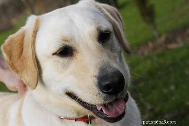 Hoe maak je zelfgemaakt hondenvoer voor labradors