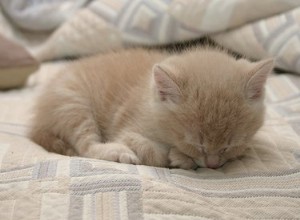 Comment se débarrasser des puces sur les jeunes chatons