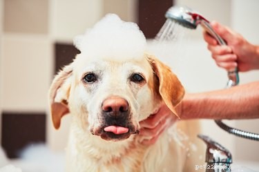 シャンプーなしであなたの犬の匂いを良くする方法 