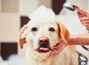 Comment donner une bonne odeur à votre chien sans shampoing