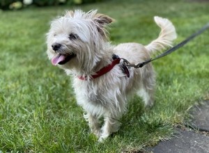 Fabriquer votre propre bac à litière pour chien