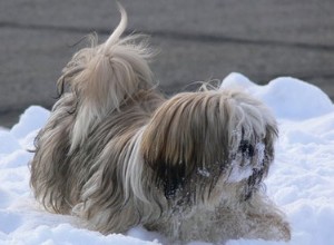 Hur man odlar långt hår på en Shih Tzu