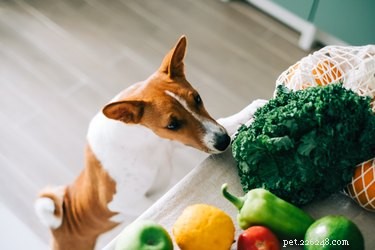 I migliori alimenti per cani contro la diarrea