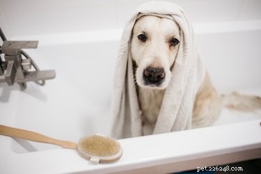 Uso de shampoo T-Gel em cães