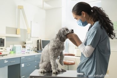 A história dos veterinários