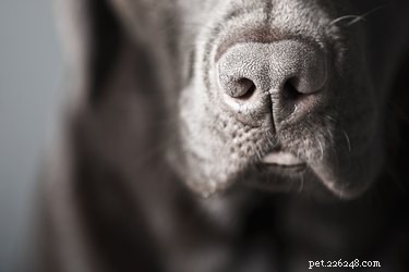 O que os cães farejadores podem cheirar?