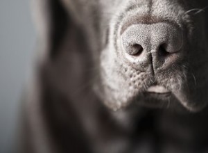 Vad kan droghundar lukta?