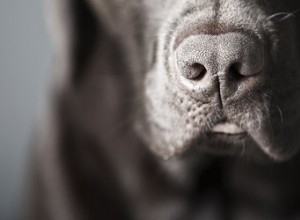 Qu est-ce que les chiens drogués peuvent sentir ?