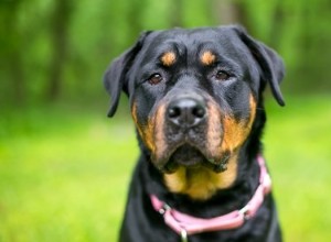 Comment fonctionnent les crochets en S pour les étiquettes d animaux ?