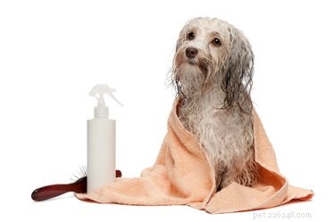 Shampoo de aveia caseiro para cães