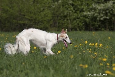 Прически и стрижки для длинношерстных собак