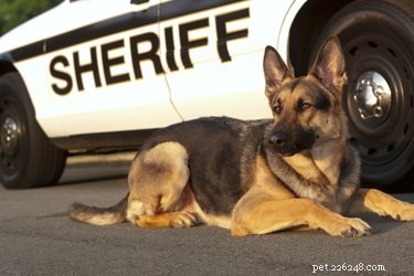 Факты о полицейских собаках