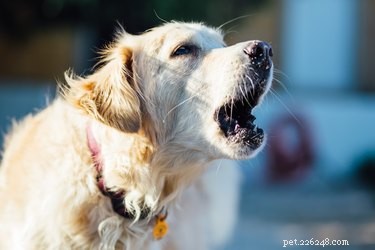 Wetten voor het blaffen van honden in Florida