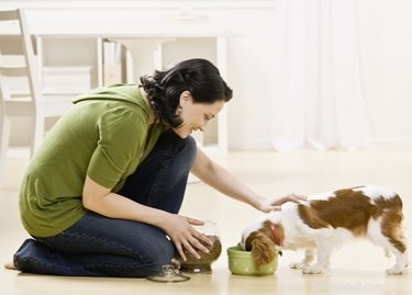 Lijst met gezonde hondenvoeding