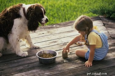 Liste des aliments sains pour chiens