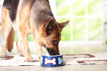 Lista de alimentos saudáveis ​​para cães
