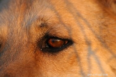Jak odstranit klíště z očního víčka psa