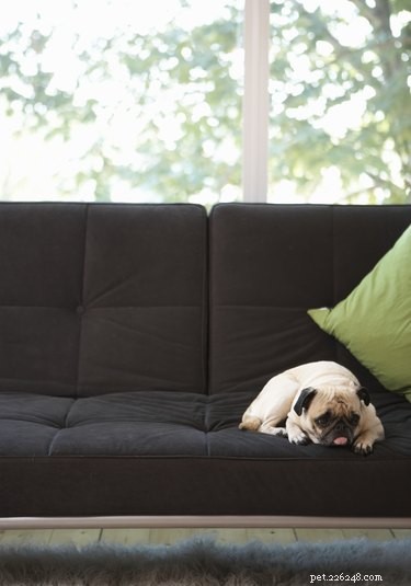 Como fazer capas de sofá para cães