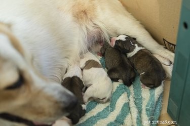 Jak vyrobit porodní boxy pro malé psy