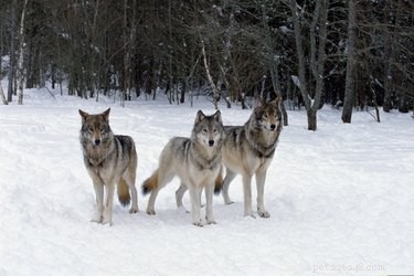늑대와 개는 어떻게 같습니까?
