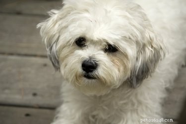 犬の白い髪が茶色に変わるのはなぜですか？ 