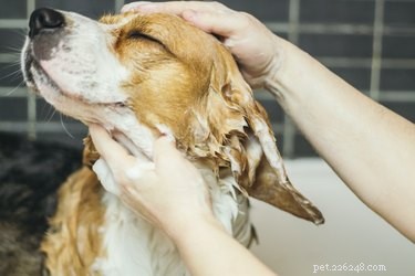 Hur man får en hund att lukta gott med vinäger
