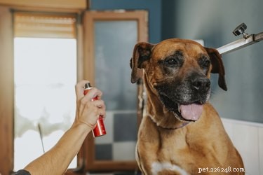 Hur man får en hund att lukta gott med vinäger