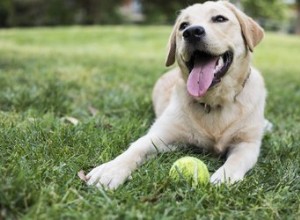 Hemlagat flugavvisande medel för hundar