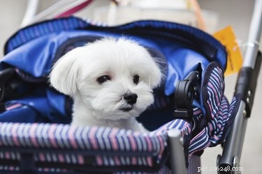 Как сделать из детской коляски коляску для домашних животных