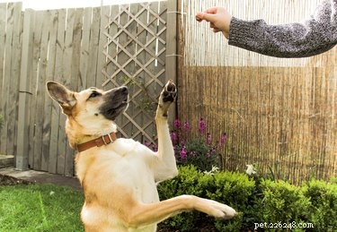Como tingir um cachorro com corante alimentar