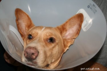 Alternativas de cone para cachorro