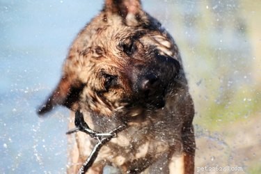 가려운 강아지를 위한 Aveeno 목욕 방법