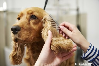 Как подстричь шерсть на морде собаке
