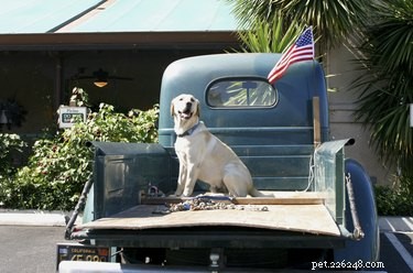 Lois sur les chiens en Floride