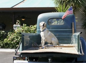 Hondenwetten in Florida